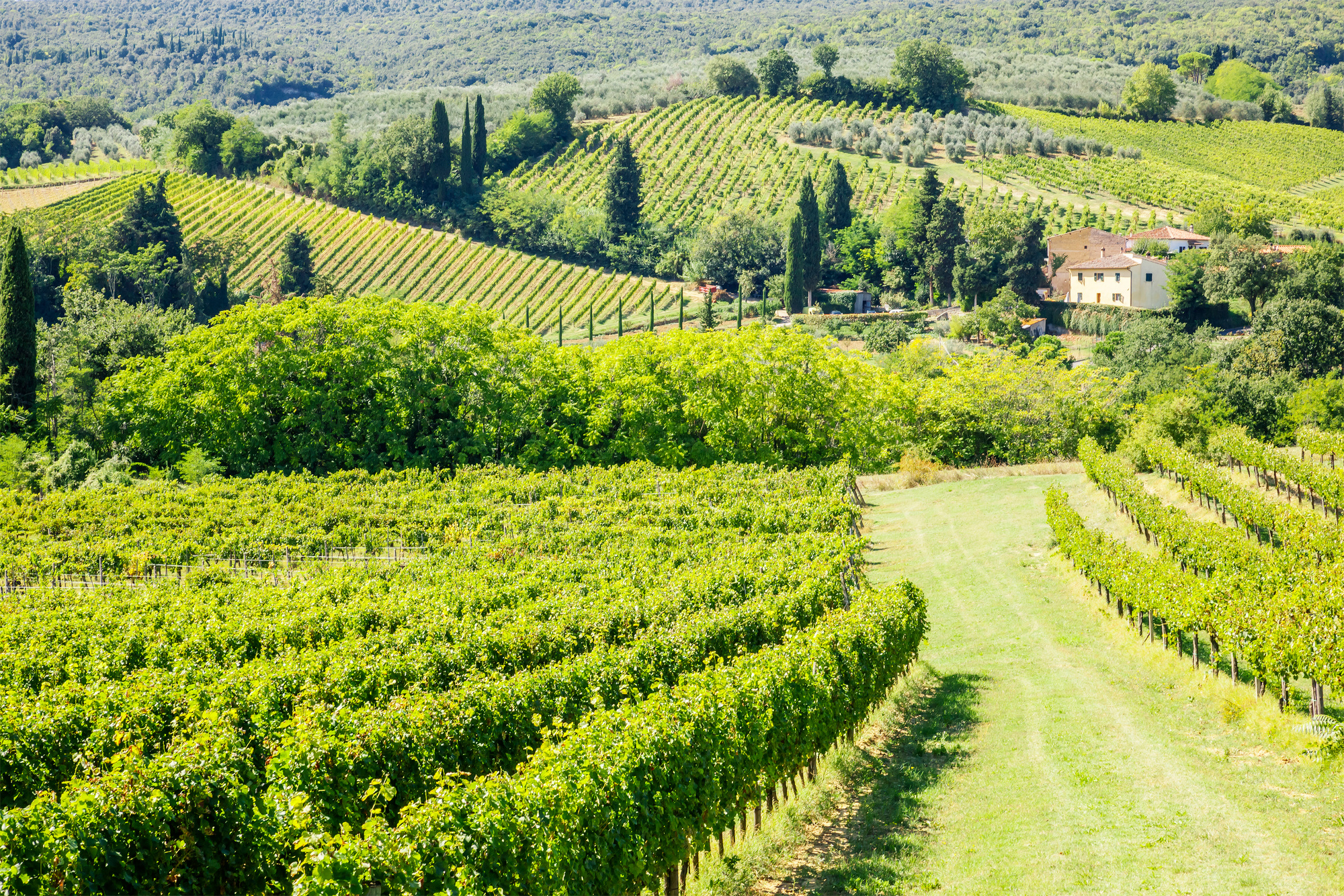 Wine Hill Italy