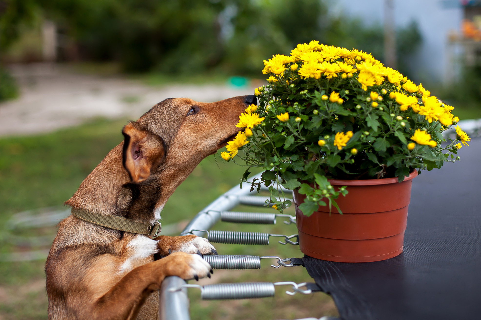 Dog sniffs yellow flowers