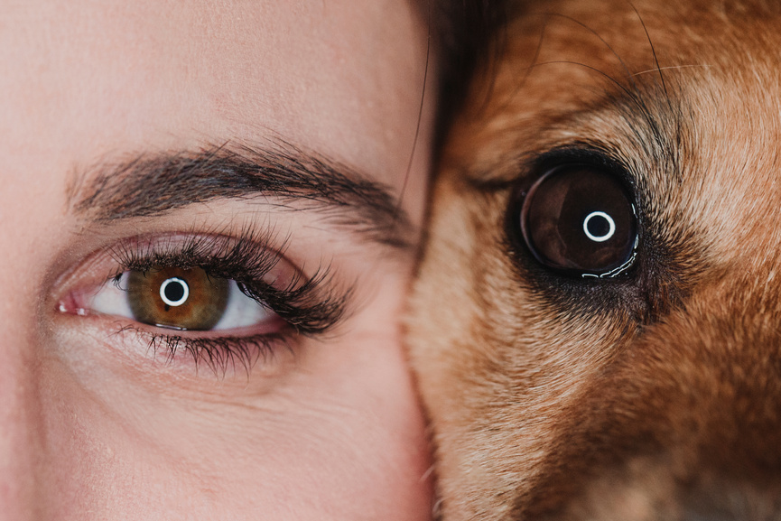 Studio Portrait of Human and Dog Eyes. Pets Concept